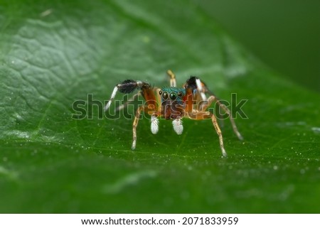 A close up shot of an isolated jumping spider from the rainforest of Sandakan, Sabah, North Borneo, Malaysia.