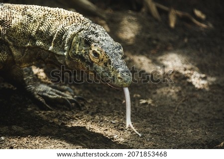 Komodo dragon sticking out his tongue