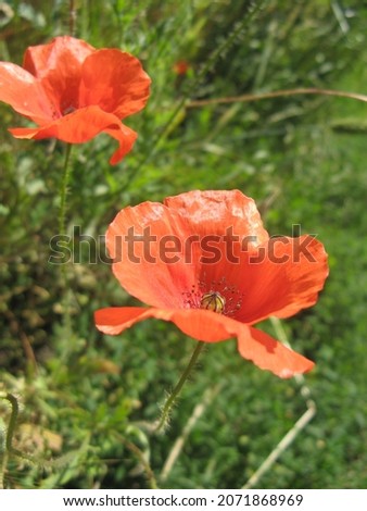 Red poppy flowers are blossoming 