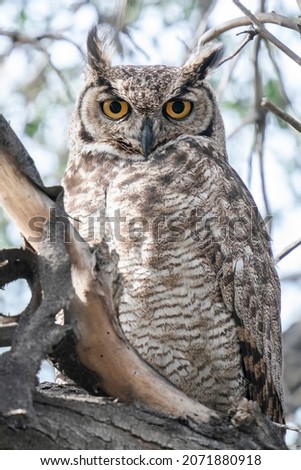 Magellanic Horned Owl with eyes open during daytime