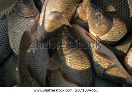 Fresh fish Carp. Catch of carp fishes. Packing in baskets for transport