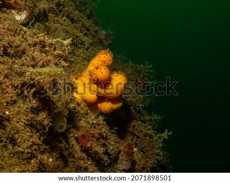 A close-up picture of the soft coral dead man's fingers or Alcyonium digitatum. Picture from the Weather Islands, Skagerrak Sea, Sweden