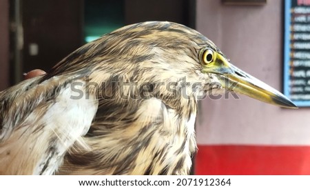 indian pond heron picture click by me at sea side