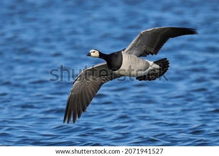 Barnacle goose in its natural habitat in Denmark Royalty-Free Stock Photo #2071941527