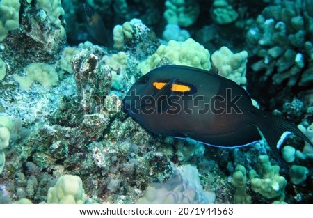An Orange Spot Surgeonfish Looking for Food in the Waters off Kona, Hawaii, Swimming near the Coral Reef
