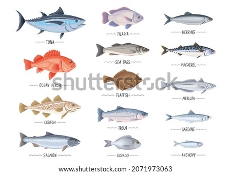Commercial fishes set. Fresh raw edible cartoon fish collection. Tuna, salmon, trout, seabass, mackerel, herring, codfich, anchovy, merluza, flound vector object, icon, simbol for package, label, menu