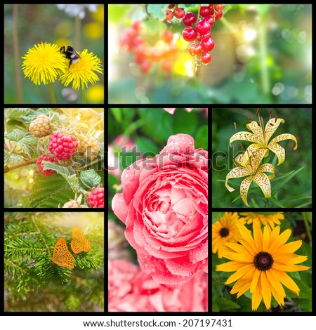 Summer collage made of seven images. Bumblebee on dandelion, orange butterflies on spruce branches, redcurrant, raspberries and flowers