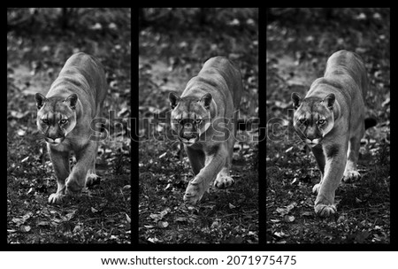 Portrait of Beautiful Puma in autumn forest, three frames in dynamics. American cougar - mountain lion, striking pose, scene in the woods. Wildlife America