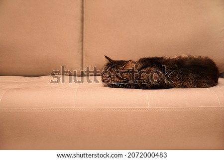cat sleeps on the couch. striped fluffy cat is lying on the sofa