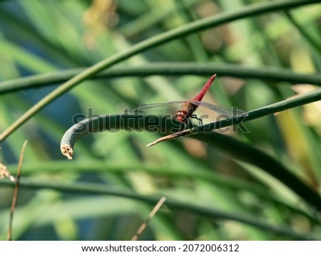 A Red Flame Skipper dragonfly on a pond reed.