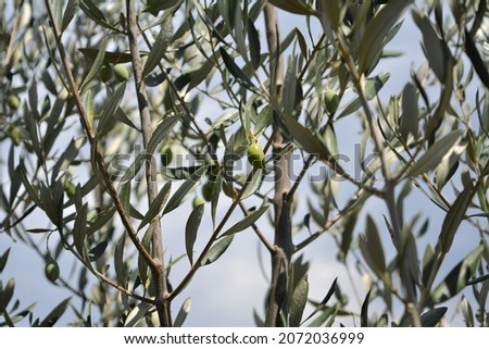 California Olive Tree with fruits