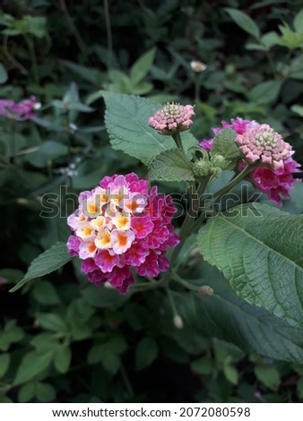 Lantana camara L., colorful flowers blooming in the garden