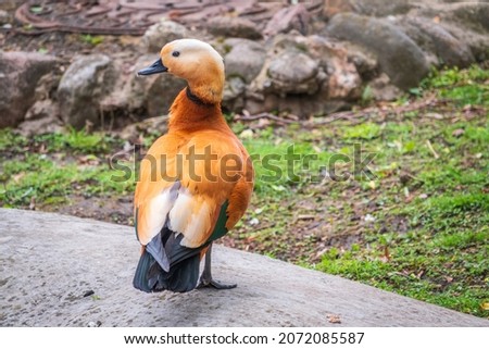 The ruddy shelduck walks across the green lawn. Ruddy shelduck, Tadorna ferruginea. It is waterfowl family of ducks, similar to the common. The bird has a orange-brown plumage with a lighter head.