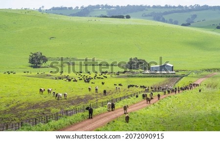 Close up of Stud Beef bulls, cows and calves grazing on grass in a field, in Australia. breeds of cattle include speckle park, murray grey, angus, brangus and wagyu on pasture in spring and summer. Royalty-Free Stock Photo #2072090915