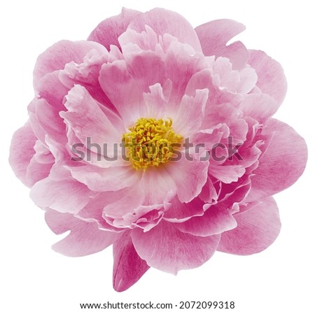 Pink peony  flower  on white isolated background with clipping path. Closeup. For design. Nature. 