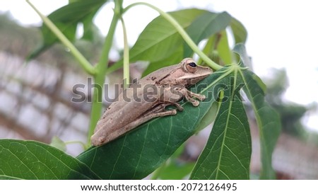 hiding brown frog. Brown frog resting.