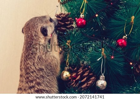 Meercat stand near christmas tree
