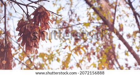 Maple seeds on a branch. Autumn gold coloured with sunlight and soft bokeh sparkles. Blurred natural background with copy space.
