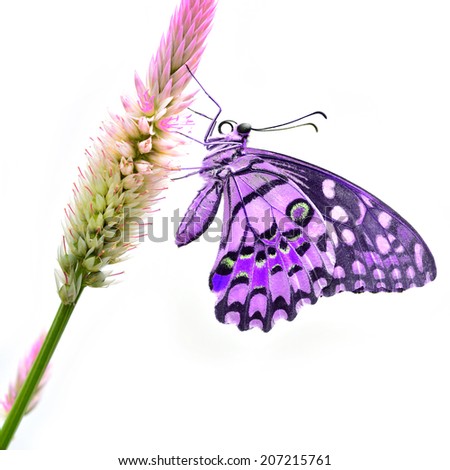Purple butterfly on flower isolated white background