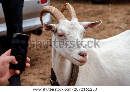 A man takes pictures of a white goat on a smartphone