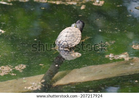 tortoise on lake