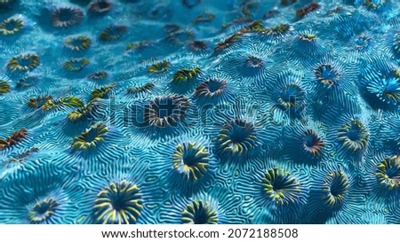 Coral on Coral Reef in Sea. Texture or background formed by the detail of colorful coral.