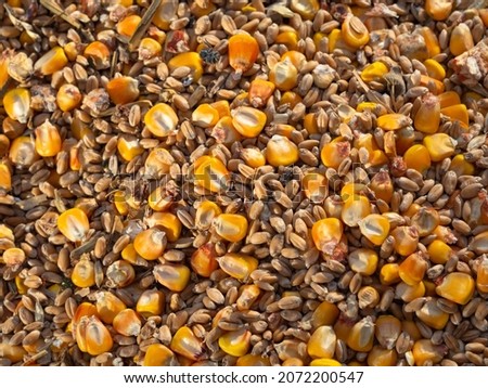 Natural textured background of a grain mixture of wheat and corn (maize). The real appearance of a mixture of different seeds, golden maize grains (corn), the texture of yellow wheat as a background. Royalty-Free Stock Photo #2072200547