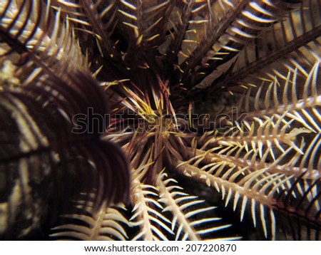 Feather star mouth (crinoid, echinoderm) at night