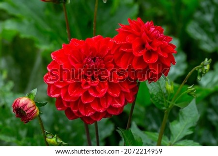 Blooming red dahlia flower with raindrops macro photography. Garden dahlia with water drops on a red petals close-up photo in summertime.