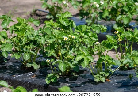 Plantations of young strawberry plants in blossom growing outdoor on soil covered with plastic film