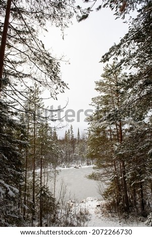 Landscape. A forest lake after the first frost and the first snowfall, surrounded by snow-dusted firs and pines.