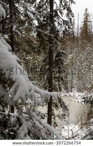 Landscape. A forest lake after the first frost and the first snowfall, surrounded by snow-dusted firs and pines.