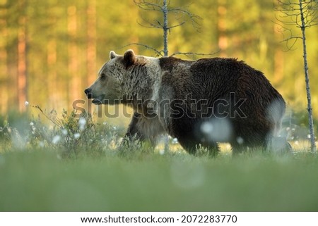 Brown bear walking, sunny forest in the background