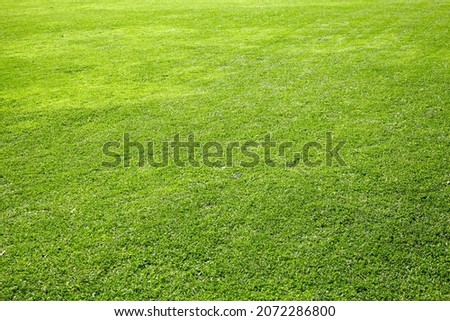 Background from green sheared grass. Smooth lawn.