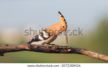 hoopoe sings sitting on a branch, wild animals
