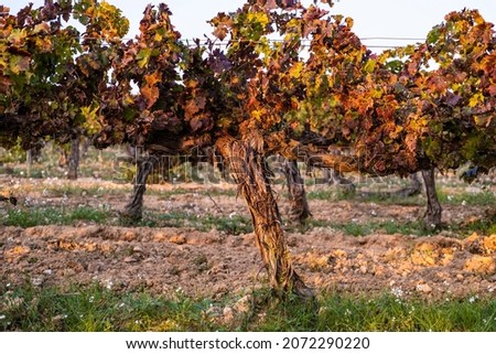 Vineyards in early autumn in Penedes region in Catalonia Spain
