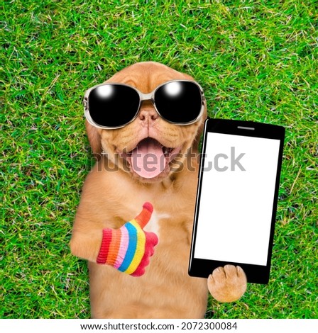 Funny Mastiff puppy wearing sunglasses lies on green summer grass and shows empty screen of smartphone and thumbs up gesture. Top down view