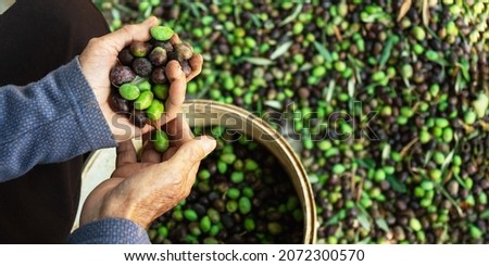 Senior man collecting olives on olive harvesting net and basket in Cyprus ,top view . Royalty-Free Stock Photo #2072300570