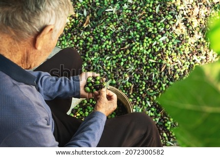 Senior man collecting olives on olive harvesting net and basket in Cyprus ,top view . Royalty-Free Stock Photo #2072300582