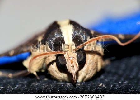 A closeup of selective focus picture of the eyes of a Moth.