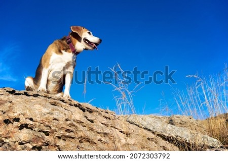 old beagle dog sitting on the rocks in mountain peak, sniff out wild animals