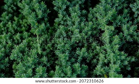 Juniper hedge texture as coniferous natural textured background. Dwarf Japanese garden juniper creeping (Juniperus horizontalis). Botanical pattern for graphic design and wallpaper. Close-up.