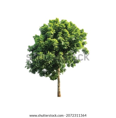 Tree isolated on a white background 