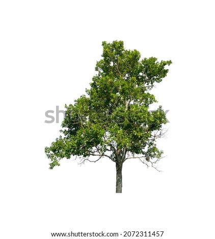 Tree isolated on a white background 