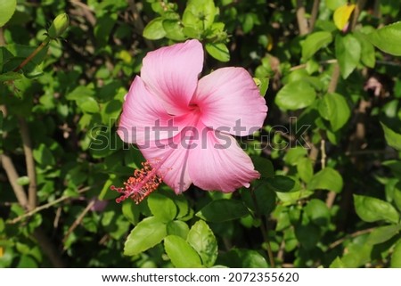 Beautiful dainty pink flower with green leaves. (Hibiscus rosa-sinensis) Royalty-Free Stock Photo #2072355620
