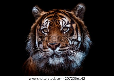 Front view of Sumatran tiger isolated on black background. Portrait of Sumatran tiger (Panthera tigris sumatrae)