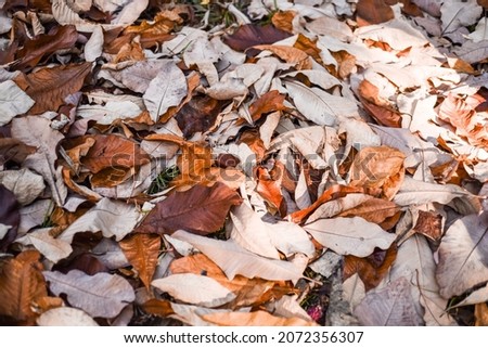 Dry magnolia leaves lie on the ground in autumn
