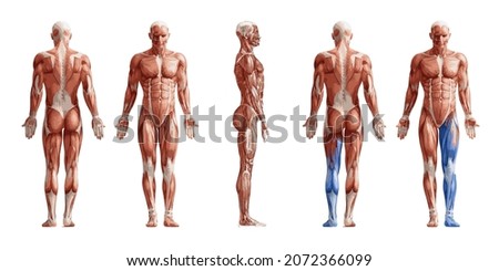 muscle system in human body realistic vector illustration Royalty-Free Stock Photo #2072366099