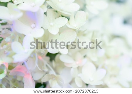delicate white hydrangeas with blue spots, selective focus, close-up