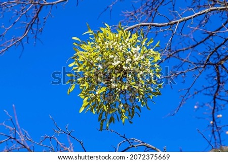 Mistletoe with white berries on apple tree in front of bright blue sky. 